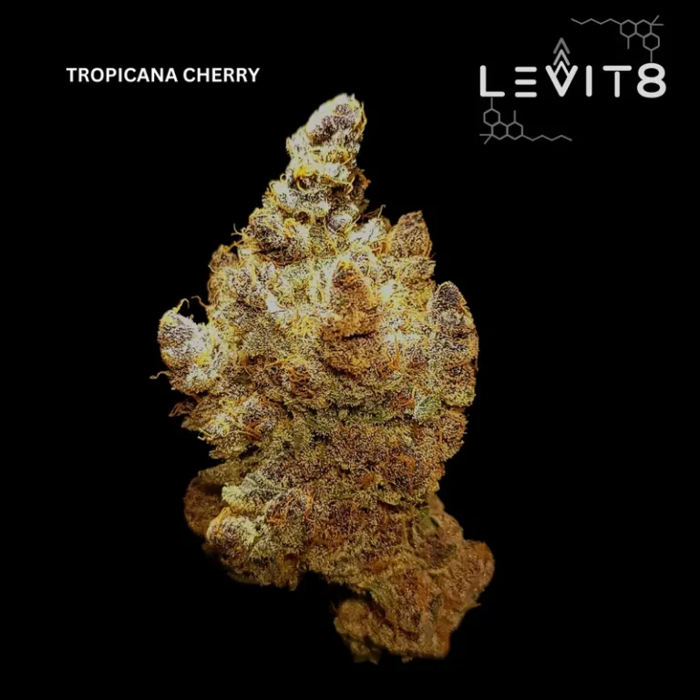 10-Tropicana_Cherry
